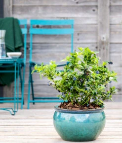 Dehner Gourmet Garten Heidelbeere 'Spartan' -Elho Verkäufe 7665508 WE MO HeidelbeereSpartan