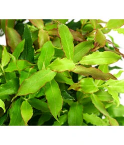 4-Monats-Heidelbeere 'Lucky Berry®' -Elho Verkäufe 7665847 WE DE 04 VacciniumHeidelbelbeereLuckyBerry5L