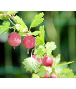 Stachelbeere 'Hinnonmäki', Stämmchen -Elho Verkäufe 7668494 PR DE 001 StachelbeereHinnomaekiPixabay