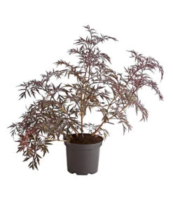 Holunder 'Black Lace' 7 Holunder 'Black Lace' -Elho Verkäufe 7670896 PR FS 001 HolunderBlackLaceEvaBusch5LiterDehnerExpressHerzig