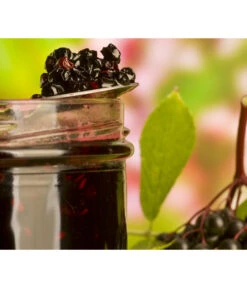 Holunder 'Black Lace' 8 Holunder 'Black Lace' -Elho Verkäufe 7670896 WE MO 003 Holunder