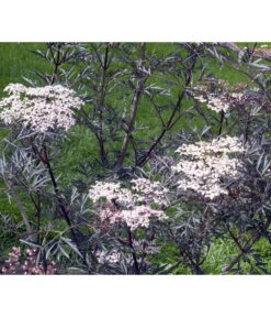 Holunder 'Black Lace' 9 Holunder 'Black Lace' -Elho Verkäufe 7670896 WE MO 004 HolunderBlackLace