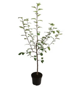 Herbstapfel 'Jakob Fischer' -Elho Verkäufe 7689680 WE FS 001 ApfelbaumMalusApfelJakobFischer