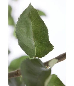 Winterapfel 'Jonagold' -Elho Verkäufe 7691645 PR DE 001 ApfelJonagoldMalusBusch95LiterDehnerExpressZS