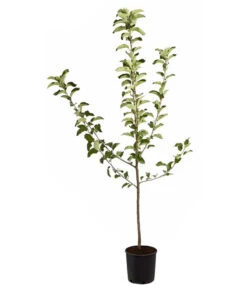 Winterapfel 'Jonagold' -Elho Verkäufe 7691645 PR FS 001 ApfelJonagoldMalusBusch95LiterDehnerExpressZS