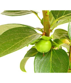 Dehner Kaki 'Rojo Brillante' - Kaki-Pflaume 'Rojo Brillante' -Elho Verkäufe 7693377 PR DE 001 KakiRojoBrillanteBUDehnerExpressHerzig