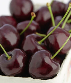 Süßkirsche 'Kordia' -Elho Verkäufe 7703143 PR DE 001 KirscheKordiaDehnerExpressZS