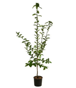 Mispel -Elho Verkäufe 7711088 WE FS 001 MespilusMispelDehnerExpressHerzig