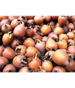 Mispel -Elho Verkäufe 7711088 WE MO 001 MispelMespilusPixabay