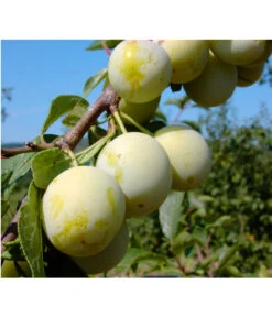 Zwetschgen-Duo 'Nancy/Schönberger' -Elho Verkäufe 7719230 BildFS 001 ZwetscheNancyMirabelleNancyMirabelleBu