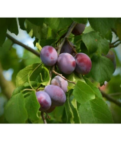 Zwetschgen-Duo 'Nancy/Schönberger' -Elho Verkäufe 7719321 WE DE 001 ZwetschgenDuoNanySchoenebergerPixabay