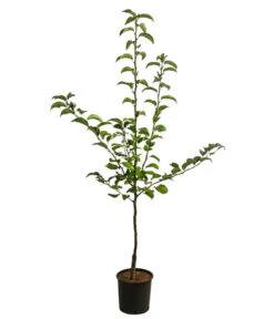 Nashi-Birne 'Nijiseiki' -Elho Verkäufe 7719826 WE FS 001 NashiNijiseikiDehnerExpressHerzig