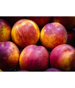 Nektarine 'Fantasia' -Elho Verkäufe 7720170 WE MO 002 NektarineFantasiaPixabay