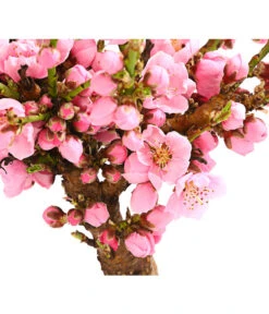 Zwergnektarine 'Nectarella' -Elho Verkäufe 7720204 PR DE 001 ZwergNektarine7LDehnerExpressHerzig