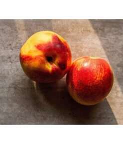 Zwergnektarine 'Nectarella' -Elho Verkäufe 7720204 WE DE 002 Zwergnektarine