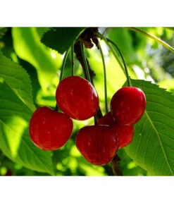 Ausgewählte Produkte -Elho Verkäufe 7724016 PR FS 001 PrunusZwergsauerkirschePixabay