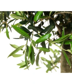 XXL Olivenbaum, Ca. 160-170 Cm 7 XXL Olivenbaum, Ca. 160-170 Cm -Elho Verkäufe 7724800 WE DE 001 OleaSolitaerOliveT35