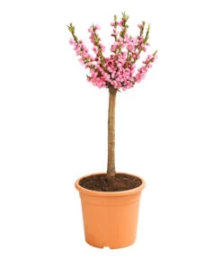 Elho Verkäufe -Elho Verkäufe 7728744 WE FS 002 ZwergPfirsich7LDehnerExpressHerzig