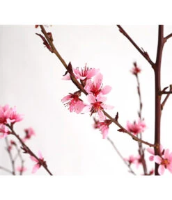 Pfirsich 'Rubira', Rotblättrig -Elho Verkäufe 7728819 WE DE 001 PfirsichRotblaettrigDehnerExpressHerzig