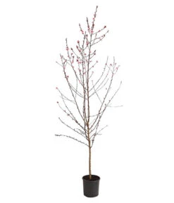 Pfirsich 'Rubira', Rotblättrig -Elho Verkäufe 7728819 WE FS 001 PfirsichRotblaettrigDehnerExpressHerzig