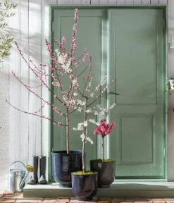 Pfirsich 'Rubira', Rotblättrig -Elho Verkäufe 7728819 WE MO 001 PfirsichPrunusPersica Content Fruehlingsstory 2023