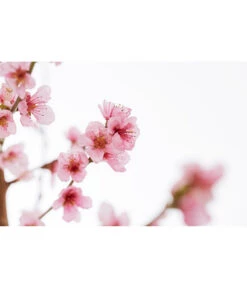 Gelbfleischiger Pfirsich -Elho Verkäufe 7728843 PR DE 001 Pfirsich7LDehnerExpressZS