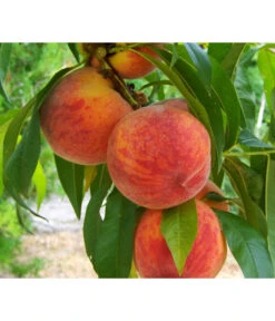 Gelbfleischiger Pfirsich -Elho Verkäufe 7728843 PR DE 001 PrunusPfirsichGelbfleischigPixabay