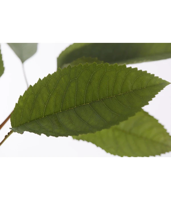 Winterapfel 'Pinova' 7 Winterapfel 'Pinova' – Bild 5