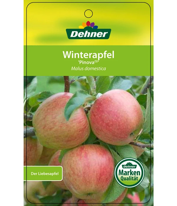 Winterapfel 'Pinova' 8 Winterapfel 'Pinova' – Bild 6