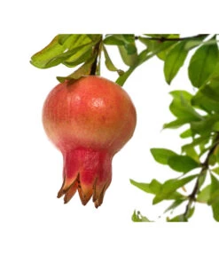 Granatapfel -Elho Verkäufe 7733470 PR DE 001 PunicaGranatapfelDehnerExpressHerzig