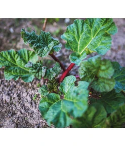 Dehner Gourmet Garten Himbeer-Rhabarber -Elho Verkäufe 7736028 PR 001 RheumRhabarberPixabay