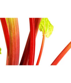 Dehner Gourmet Garten Himbeer-Rhabarber -Elho Verkäufe 7736028 PR DE 002 RhabarberHimbeere2LiterDehnerExpressHerzig