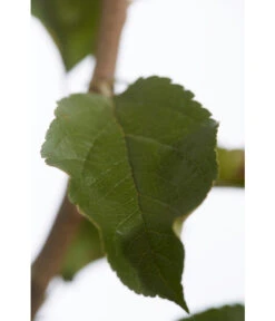 Herbstapfel 'Rebella' -Elho Verkäufe 7737075 PR DE 001 ApfelRebellaMalusBusch95LiterDehnerExpressZS