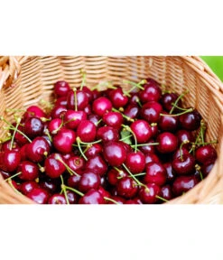 Kirschen-Duo 'Regina/Napoleon' -Elho Verkäufe 7738792 WE MO 001 KirschenDuoReginaNapoleon Pixabay