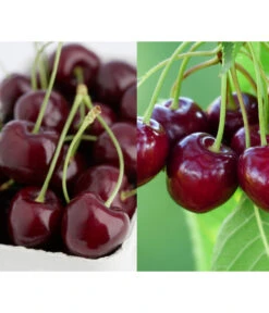 Kirschen-Duo 'Regina/Merchant'