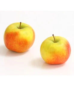 Säulenapfel 'Rondo' -Elho Verkäufe 7744873 WE DE 001 ApfelRondoDehnerExpressHerzig