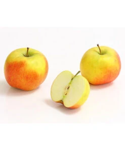 Säulenapfel 'Rondo' -Elho Verkäufe 7744873 WE DE 002 ApfelRondoDehnerExpressHerzig