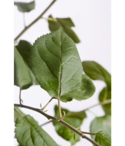 Winterapfel 'Roter Boskoop' -Elho Verkäufe 7745409 PR DE 001 ApfelRoterBoskoopMalusBusch95LiterDehnerExpressZS