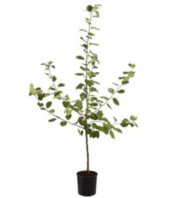 Winterapfel 'Roter Boskoop' -Elho Verkäufe 7745409 PR FS 001 ApfelRoterBoskoopMalusBusch95LiterDehnerExpressZS