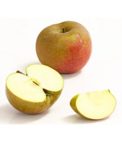 Winterapfel 'Roter Boskoop' -Elho Verkäufe 7745409 WE DE 002 ApfelBoskoopDehnerExpressHerzig