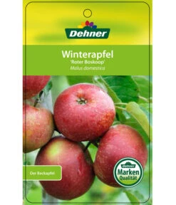 Winterapfel 'Roter Boskoop' -Elho Verkäufe 7745409 WinterapfelRoterBoskoop Etikett 1
