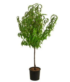 Elho Verkäufe -Elho Verkäufe 7745607 WE FS 002 RoterWeinbergpfirsichDehnerExpressHerzig