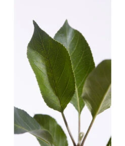 Sommerapfel 'Roter James Grieve' -Elho Verkäufe 7745730 PR DE 001 ApfelRoterJamesGrieveMalusBusch95LiterDehnerExpressZS