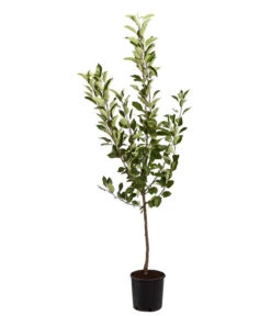 Sommerapfel 'Roter James Grieve' -Elho Verkäufe 7745730 PR FS 001 ApfelRoterJamesGrieveMalusBusch95LiterDehnerExpressZS