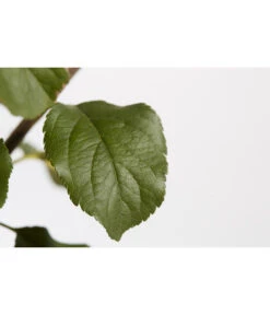 Herbstapfel 'Rubinola' -Elho Verkäufe 7747165 PR DE 001 ApfelRubinolaMalusBusch95LiterDehnerExpressZS