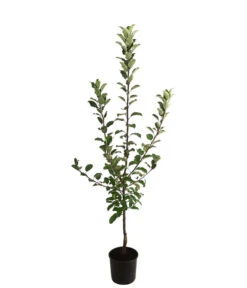 Allergikerapfel 'Santana' -Elho Verkäufe 7750631 WE FS 001 ApfelbaumMalusApfelSantanaAllergikerapfel