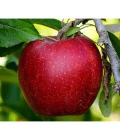 Elho Verkäufe -Elho Verkäufe 7752462 PR DE 001 MalusApfelRedcatsPixabay