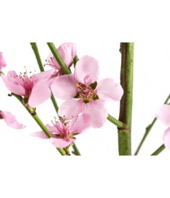 Säulenpfirsich 'Aida' -Elho Verkäufe 7752728 WE DE 001 PrunusSauelenpfirsichAida