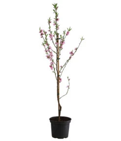 Säulenpfirsich 'Aida' -Elho Verkäufe 7752728 WE FS 001 PrunusSauelenpfirsichAida