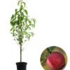 Säulenpfirsich 'Aida' -Elho Verkäufe 7752728 WE FS 001 SaeulenpfirsichAida
